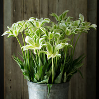 Tulip Green Star in a bucket