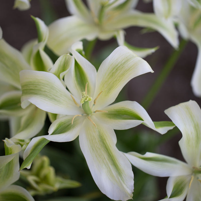 lily flower green Tulip Green Star – Floret Library