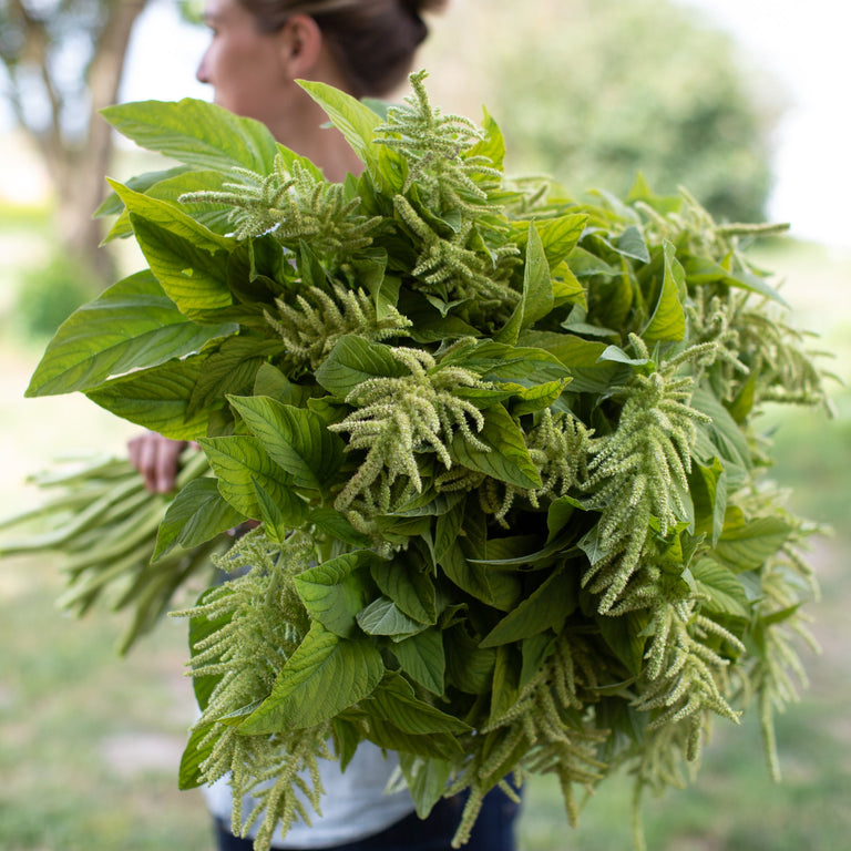 Green Tail Amaranth