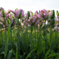 Tulip Green Wave Parrot growing in the field