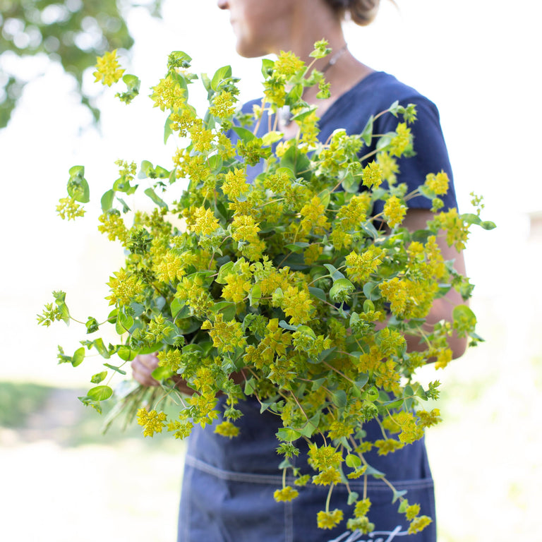 An armload of Bupleurum Griffithi