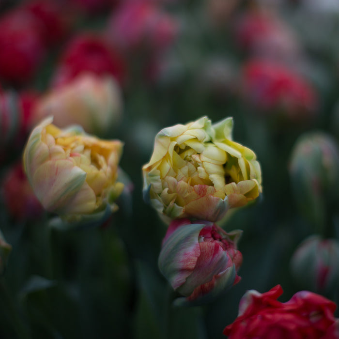 A close up of Tulip Gudoshnik Double