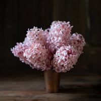 A bouquet of Hyacinth Apricot Passion
