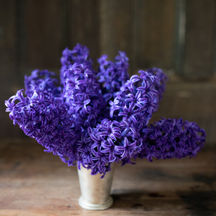 A bouquet of Hyacinth Blue Jacket