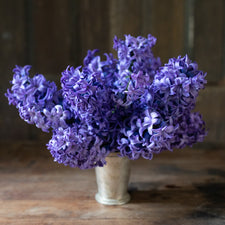 A bouquet of Hyacinth Delft Blue