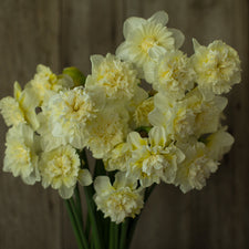 A bunch of Narcissus Ice King