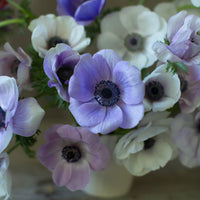 An overhead of Anemone Blue-White