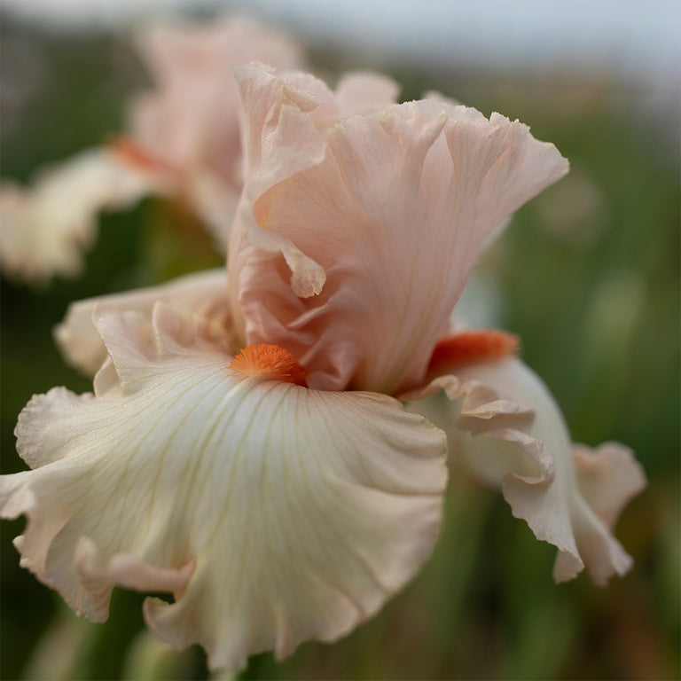 A close up of Iris Kind Word