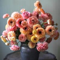 A bouquet of Ranunculus Champagne