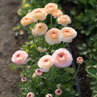 Ranunculus Pastel Mix growing in the field