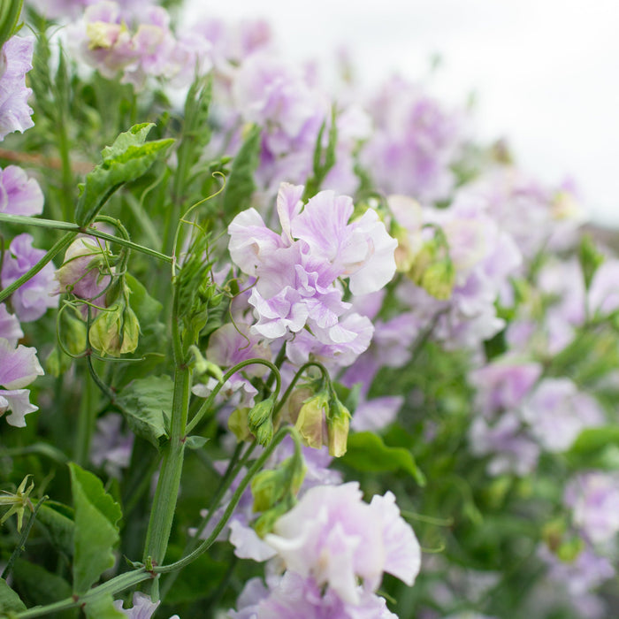 lavender pea flower Sweet Pea Lavender Flake – Floret Library