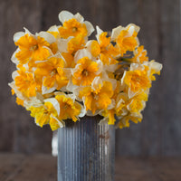 A bouquet of Narcissus Love Call