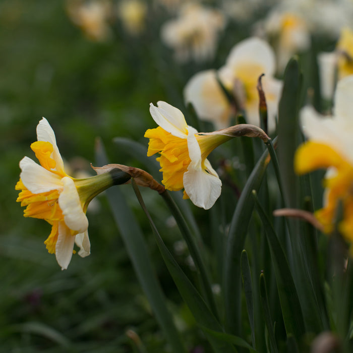 A close up of Narcissus Love Call