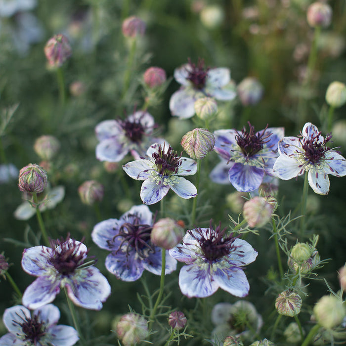 A close up of Love-in-a-Mist Starry Night Mix