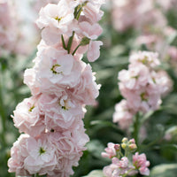 A close up of Stock Malmaison Pink