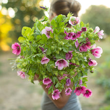 An armload of Malope Queen Pink