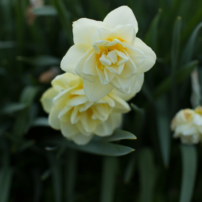 A close up of Narcissus Manly