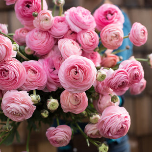 Floret Flower Farm's Favorite Ranunculus – Floret Library