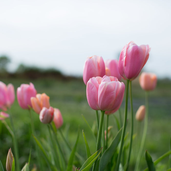 A close up of Tulip Menton