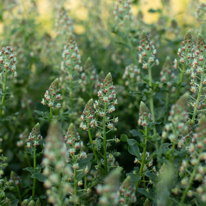mignonette flower seeds Mignonette Garden Mignonette – Floret Library