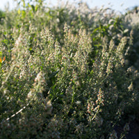 Mignonette Garden Mignonette growing in the field