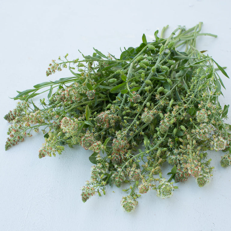 mignonette flower seeds Mignonette Garden Mignonette – Floret Library