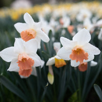 A close up of Narcissus Accent