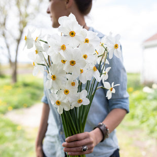 A handful of Narcissus Actaea
