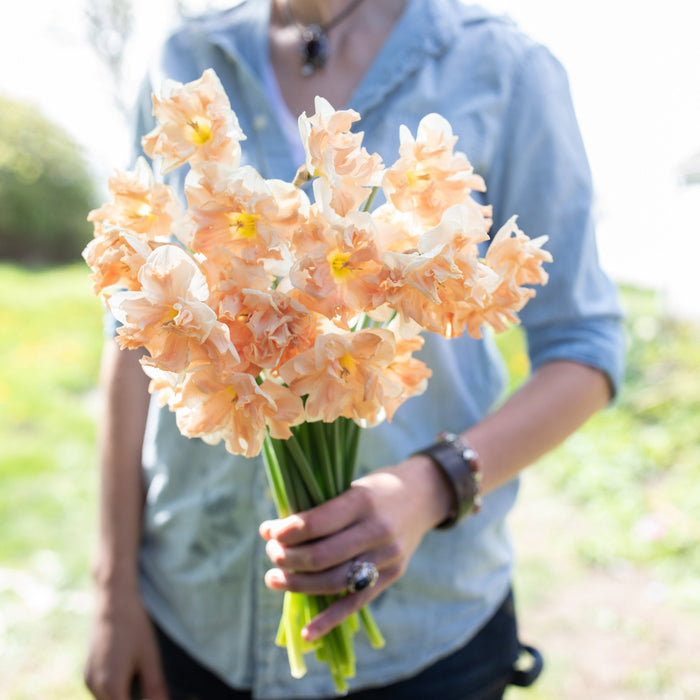 A handful of Narcissus Apricot Whirl