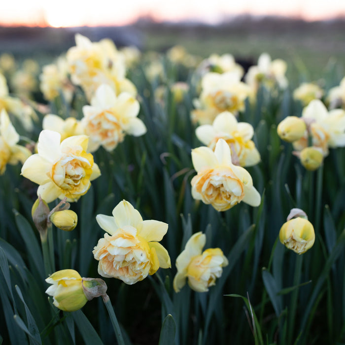 Narcissus Art Design growing in the field