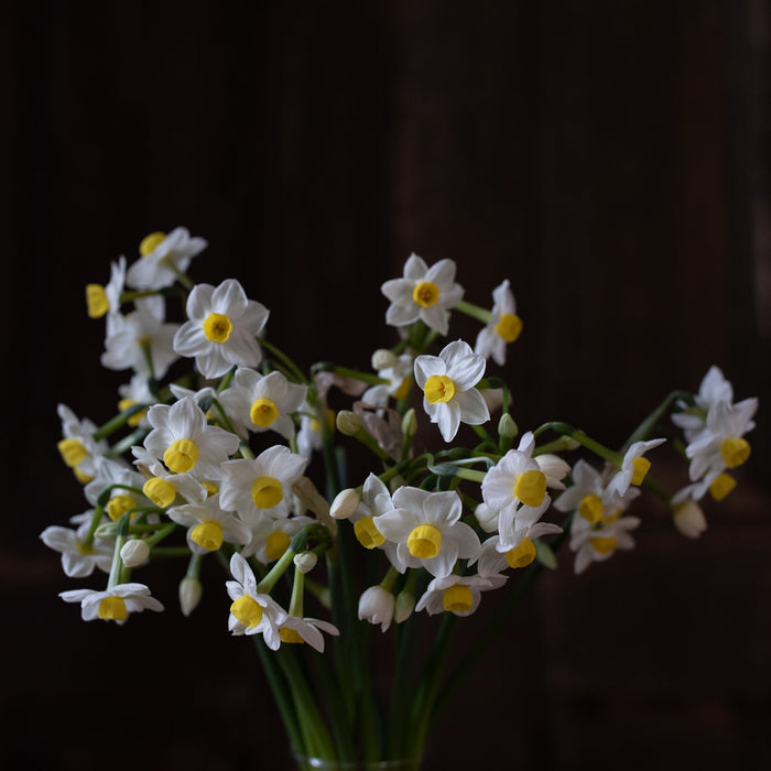 A bunch of Narcissus Avalanche