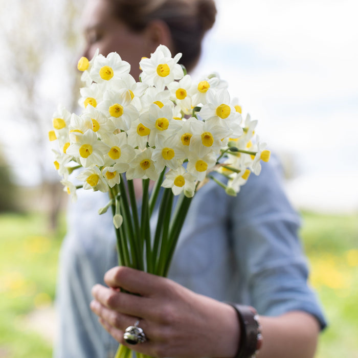 A handful of Narcissus Avalanche