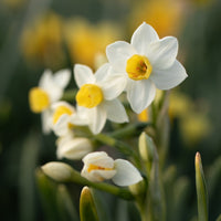 A close up of Narcissus Avalanche