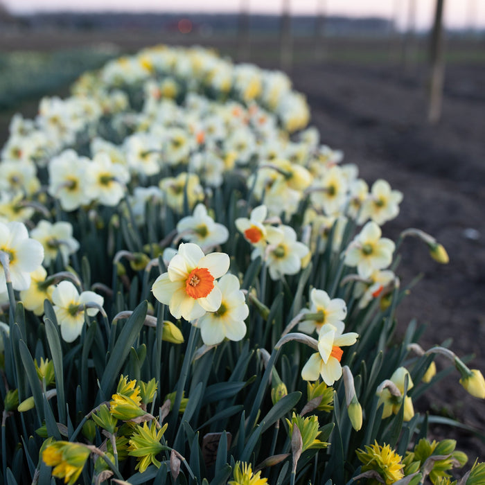 Narcissus Barrett Browning growing in the field