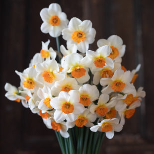 A bunch of Narcissus Barrett Browning