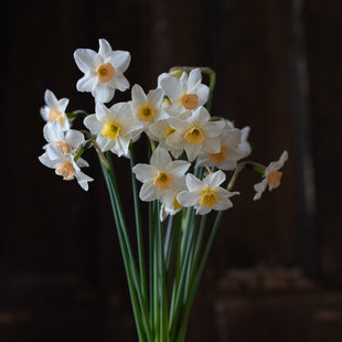 A bunch of Narcissus Bell Song