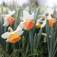 Narcissus Chromacolor growing in the field
