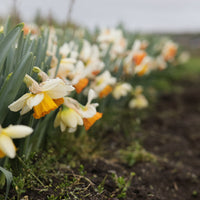 Narcissus Chromacolor growing in the field