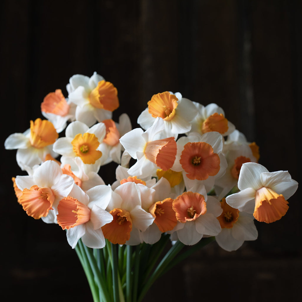 Narcissus_Chromacolor_-