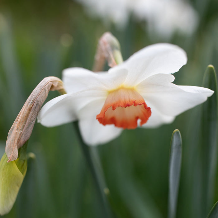 A close up of Narcissus Coral Light