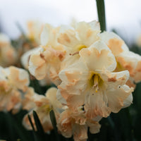 A close up of Narcissus Cum Laude
