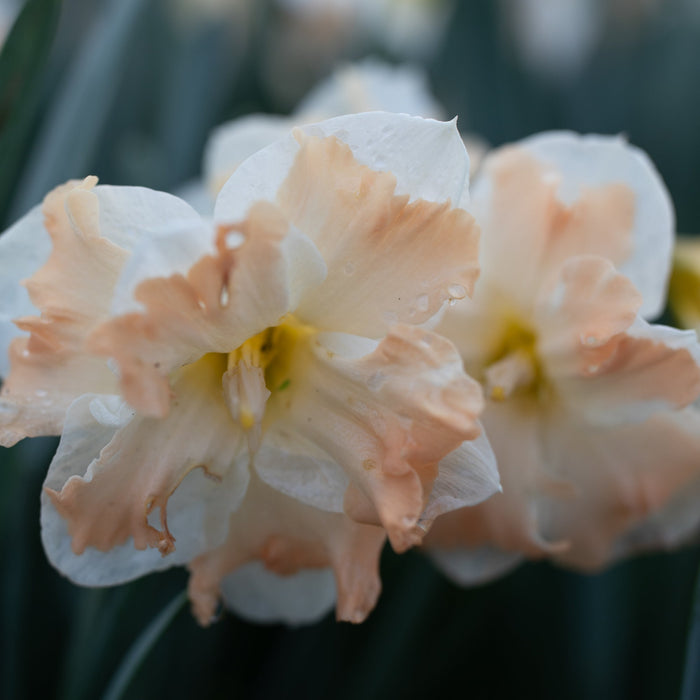 A close up of Narcissus Cum Laude