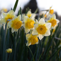 Narcissus Derringer growing in the field
