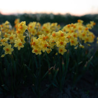 Narcissus Falconet growing in the field