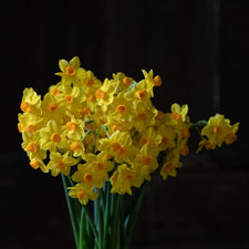 A bunch of Narcissus Falconet