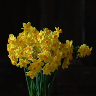 A bunch of Narcissus Falconet