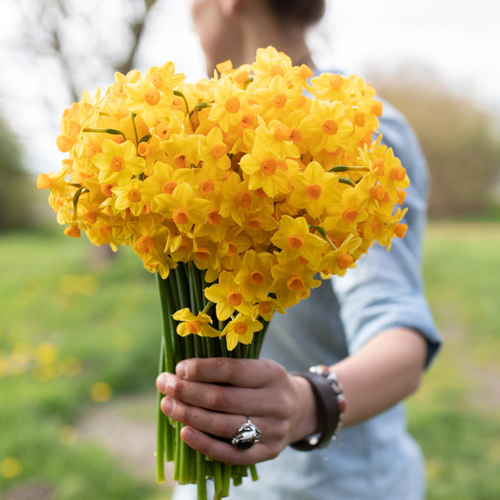 A handful of Narcissus Falconet