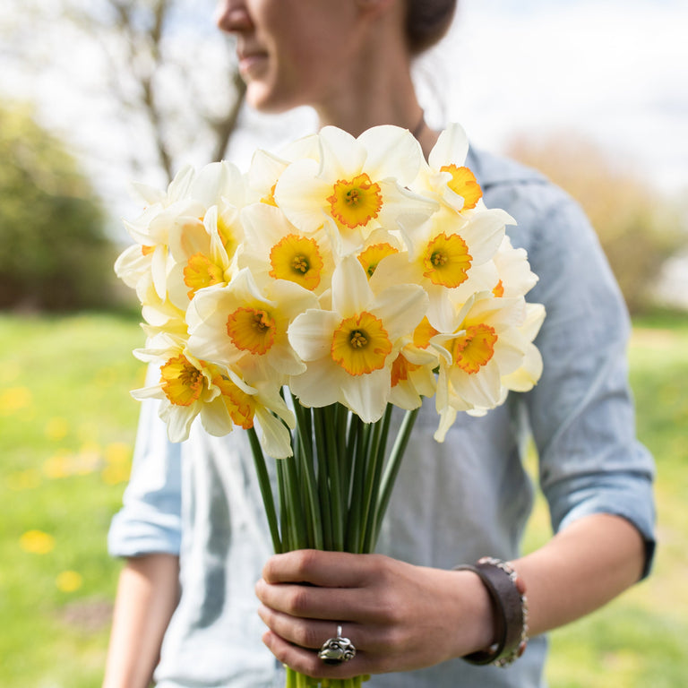 A handful of Narcissus Flower Record
