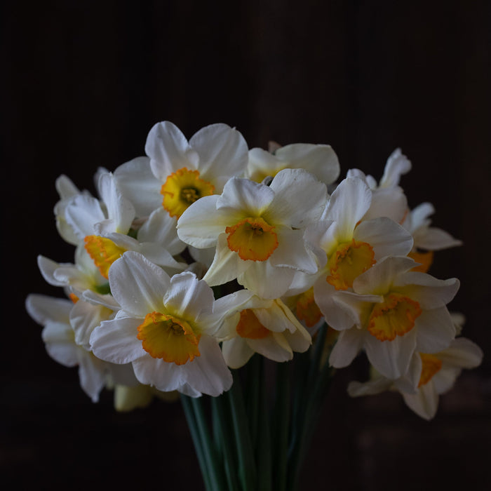 An overhead of Narcissus Flower Record