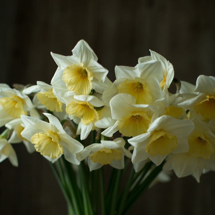 A bunch of Narcissus Fragrant Breeze